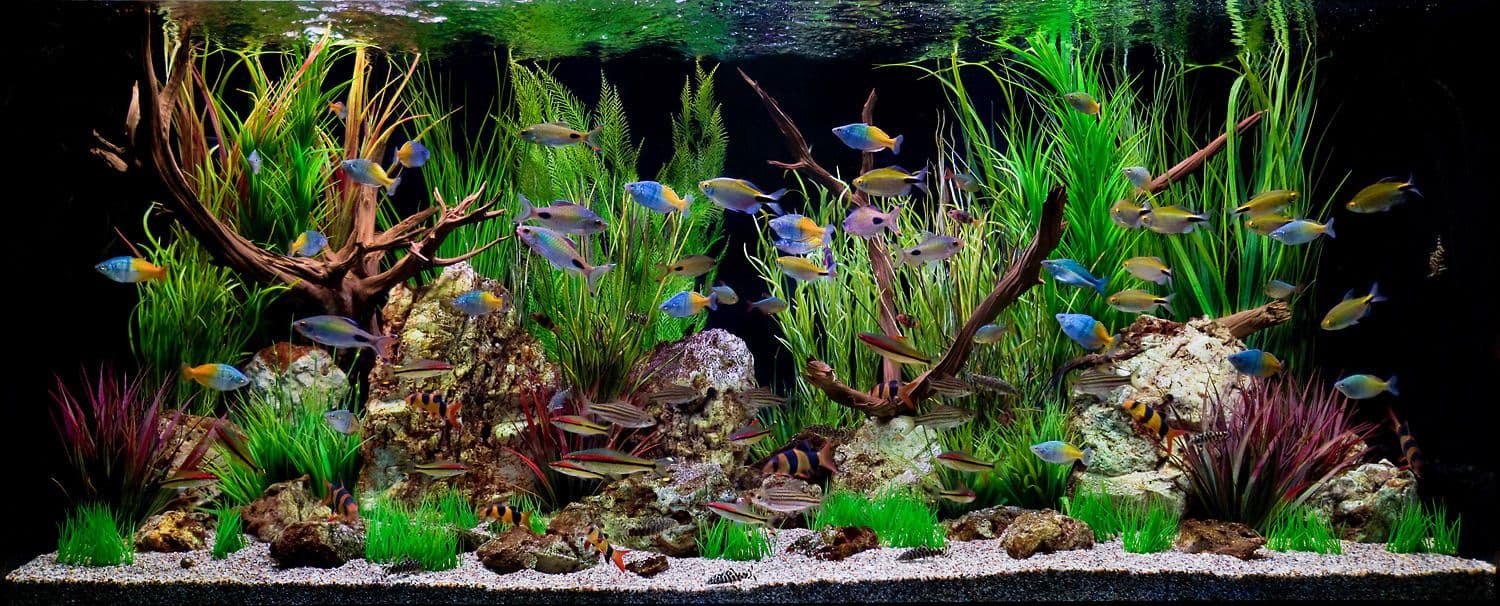 Lush planted freshwater aquarium with rainbowfish and grasses