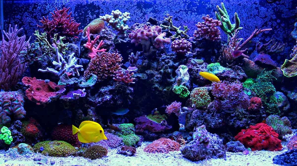 Vibrant marine reef aquarium full of corals and a yellow tang